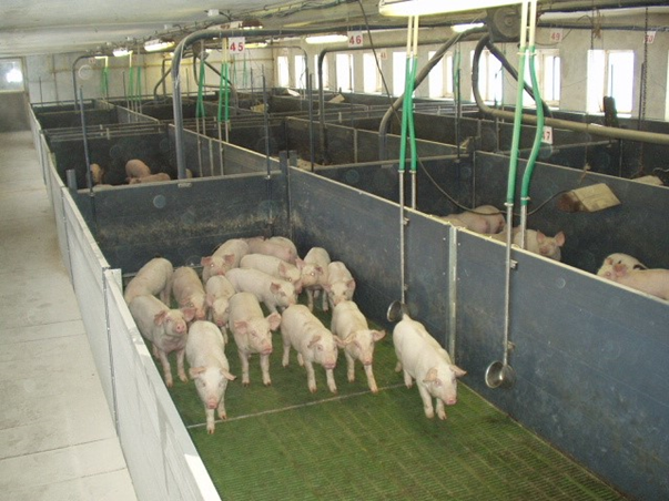 Клітка дорощування на баці для рідкої фракції