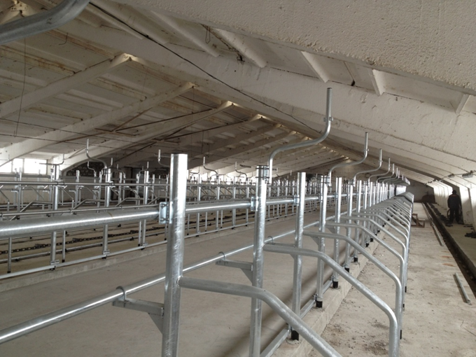 Stall equipment for tethered cows maintenance